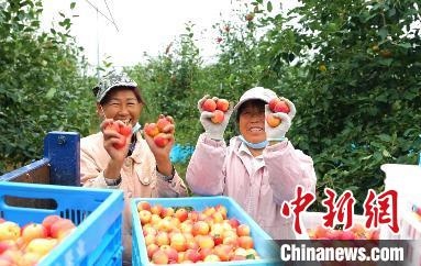 圖為興安盟沙果迎豐收?！】朴仪捌煳麄鞑抗﹫D
