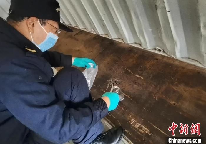 張家港海關(guān)工作人員截獲捕鳥蛛?！⊥踅〕?攝