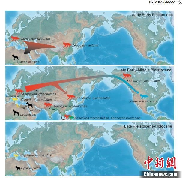 非洲野犬-異豺支系的演化脈絡(luò)圖。　中科院古脊椎所 供圖