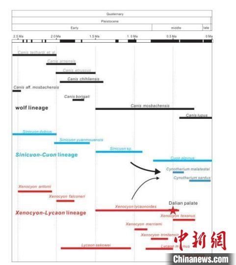 第四紀(jì)主要犬族成員分布年代圖?！≈锌圃汗偶棺邓?供圖