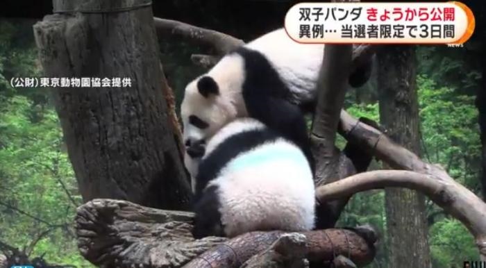 12日，日本東京上野動(dòng)物園的旅日雙胞胎熊貓開(kāi)始同游客見(jiàn)面。(圖片來(lái)源：日本富士電視臺(tái)視頻截圖)
