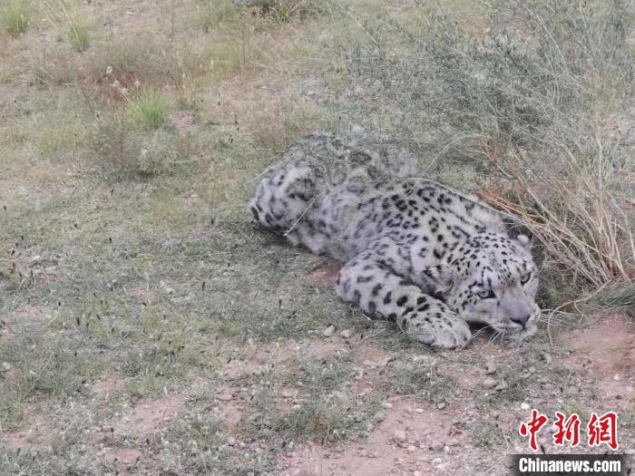 圖為在四子王旗發(fā)現(xiàn)的雪豹(資料圖)?！∷淖油跗炀焦﹫D