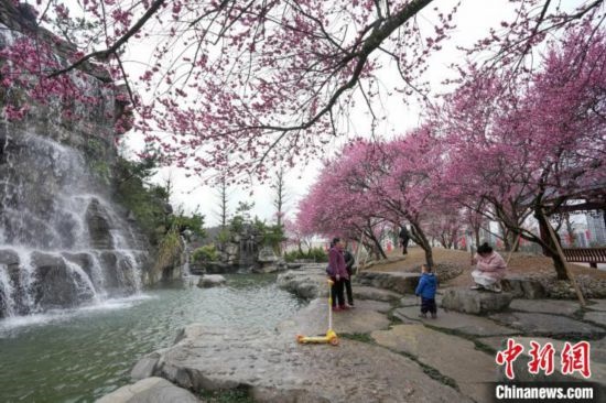 2月23日，市民在乾藝梅園景區(qū)觀賞綻放的梅花。陳興輝 攝