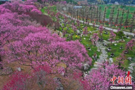 2月23日，航拍乾藝梅園景區(qū)綻放的梅花。瞿宏倫 攝