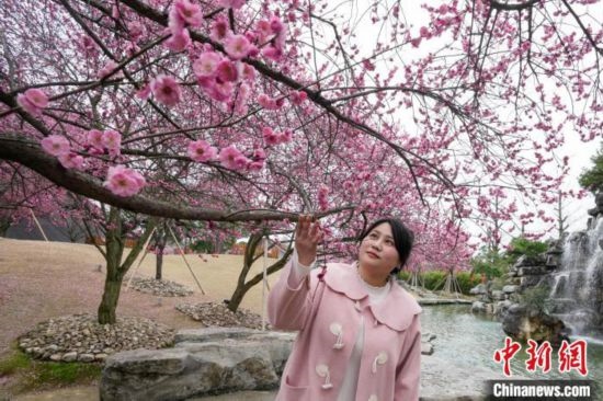 2月23日，市民在乾藝梅園景區(qū)觀賞綻放的梅花。陳興輝 攝
