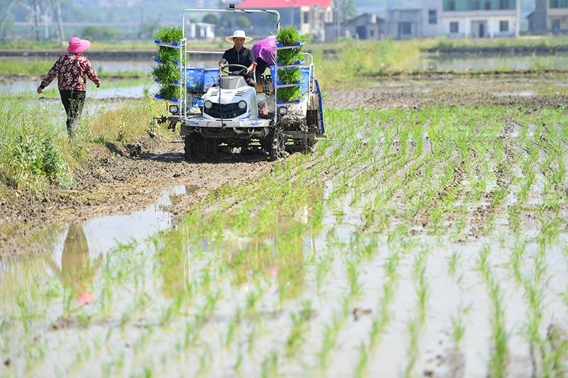 △2023年4月26日，湖南湘潭市雨湖區(qū)姜畬鎮(zhèn)易建河村的一處高標準農(nóng)田，農(nóng)民駕駛插秧機插秧。