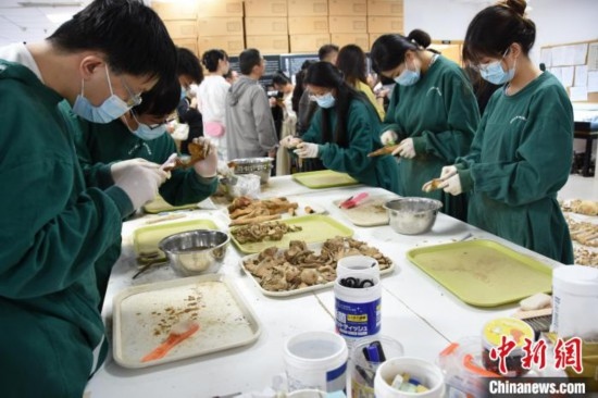 圖為鄭州大學在校大學生正在清理骨骼標本。王宇 攝