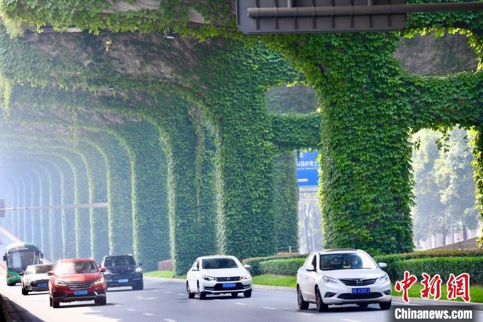車輛從長滿爬山虎的橋墩旁經(jīng)過?！埨?攝
