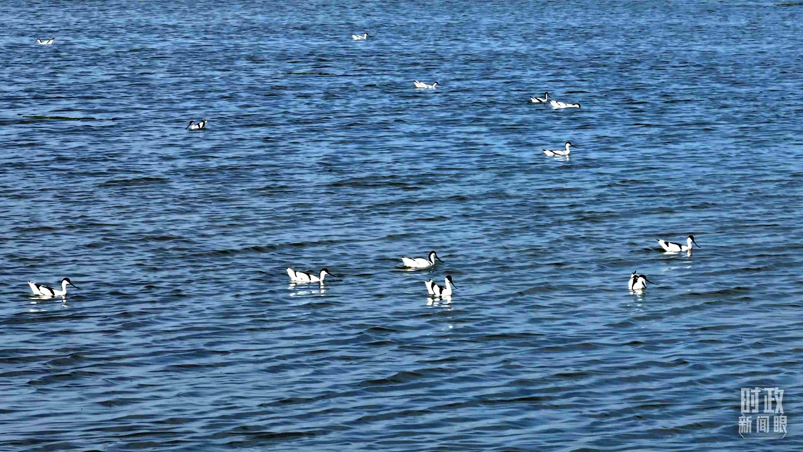 △鹽湖棲息的鳥類。（總臺記者裴大偉、康曉宇拍攝）