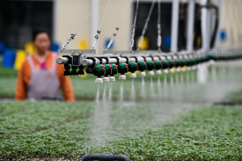 工人在貴陽市開陽縣楠木渡蔬菜良種繁育中心查看自動(dòng)噴灌系統(tǒng)給辣椒苗澆水情況（2023年5月24日攝）。新華社記者 楊文斌 攝