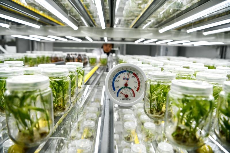 工作人員在貴陽市開陽縣南江蔬菜良種繁育中心的組培中心查看姜苗生長情況（2023年5月23日攝）。新華社記者 楊文斌 攝