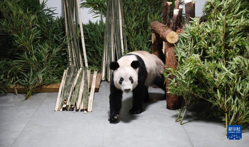 5月29日，大熊貓“丫丫”回到北京動物園。新華社發(fā)（付卓新 攝）