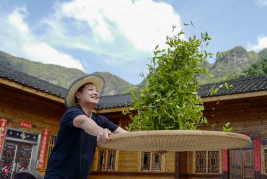 2023年4月19日，重慶市南川區(qū)德隆鎮(zhèn)茶樹村一個居民點，制茶工藝傳承人在幫助村民翻曬新鮮茶葉。
