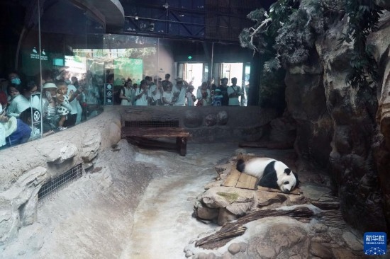 6月22日，游客在北京動(dòng)物園大熊貓館參觀。新華社記者 任超 攝