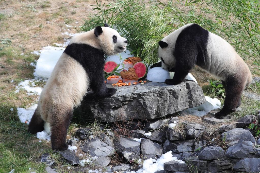 在比利時天堂動物園，大熊貓“寶弟”（左）、“寶妹”享用“生日大餐”。