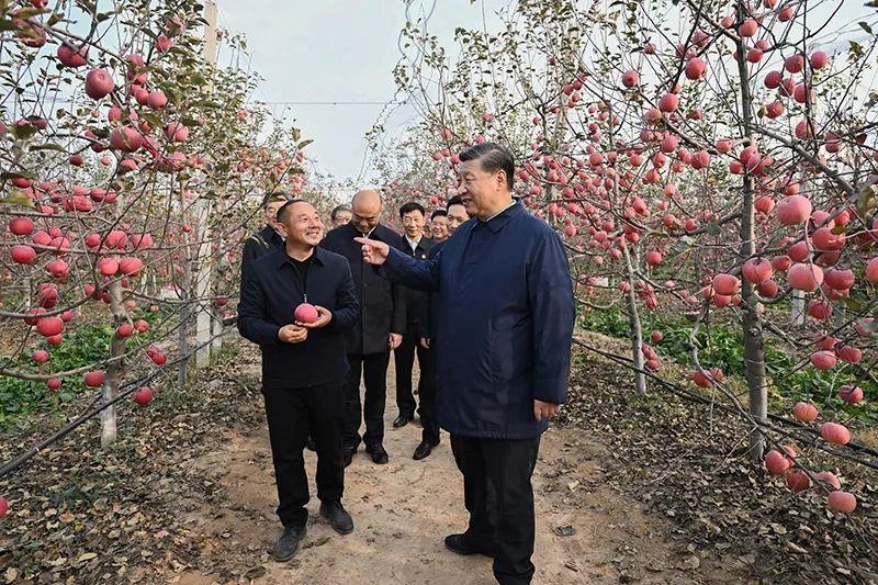 △2022年10月26日，陜西延安高橋鎮(zhèn)南溝村，習(xí)近平總書記走進(jìn)果園，向現(xiàn)場采摘的果農(nóng)了解蘋果收成。