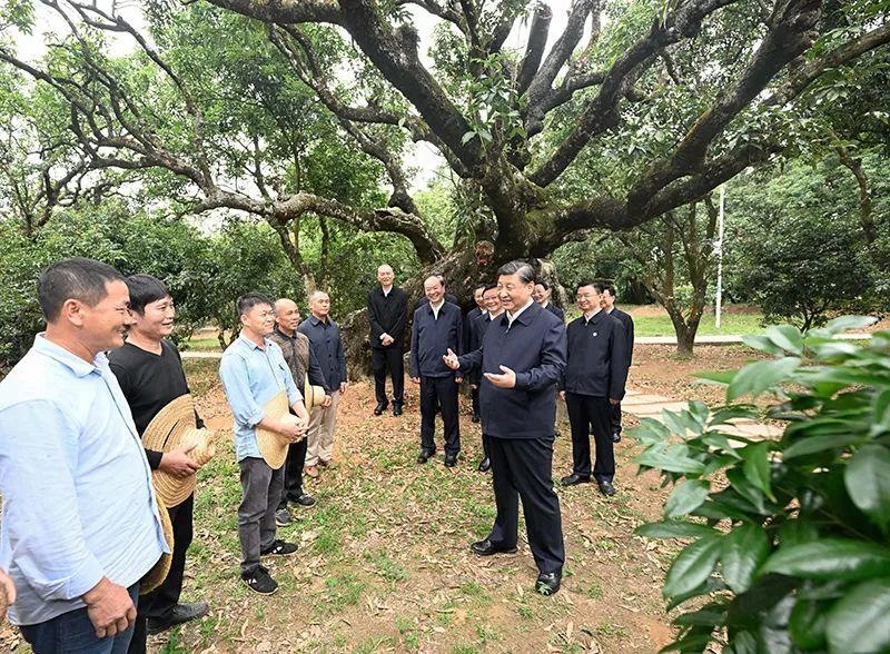 △今年4月11日，習(xí)近平總書記在廣東茂名高州市根子鎮(zhèn)柏橋村荔枝種植園，同現(xiàn)場技術(shù)人員親切交流。