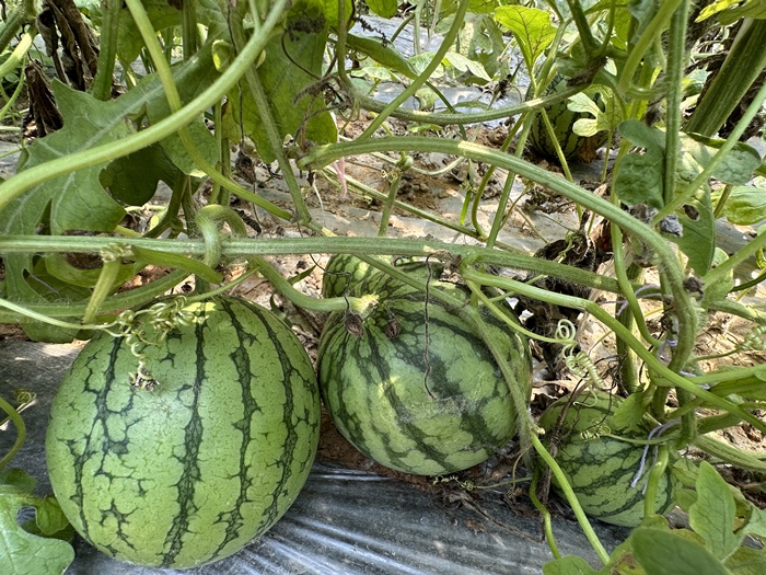 漿水李村瓜果種植基地。王紹紹攝