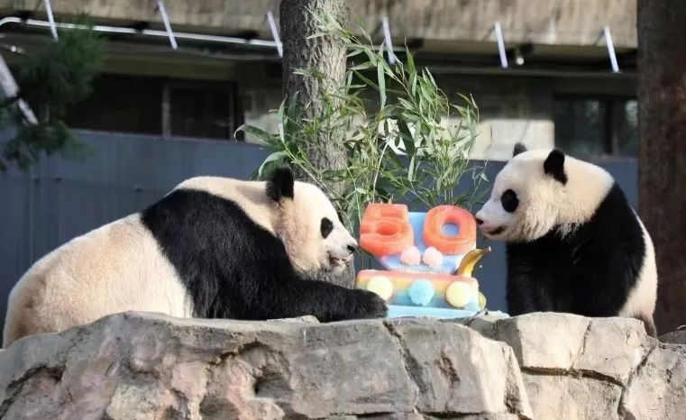 2022年，美國國家動物園舉辦活動慶祝大熊貓抵美50周年，園方為大熊貓“美香”“添添”和“小奇跡”一家三口準(zhǔn)備了有“50”字樣的冰凍水果蛋糕。（圖片來源：雅安市廣播電視臺）
