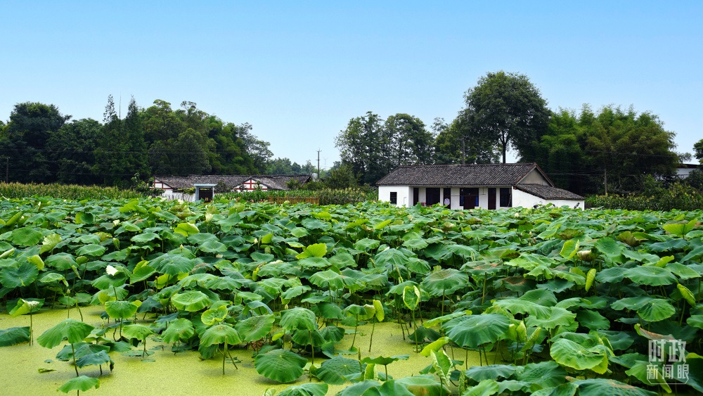 四川眉山，永豐村荷塘。2022年6月，習(xí)近平曾到此調(diào)研鄉(xiāng)村振興情況。（總臺(tái)央廣記者潘毅拍攝）