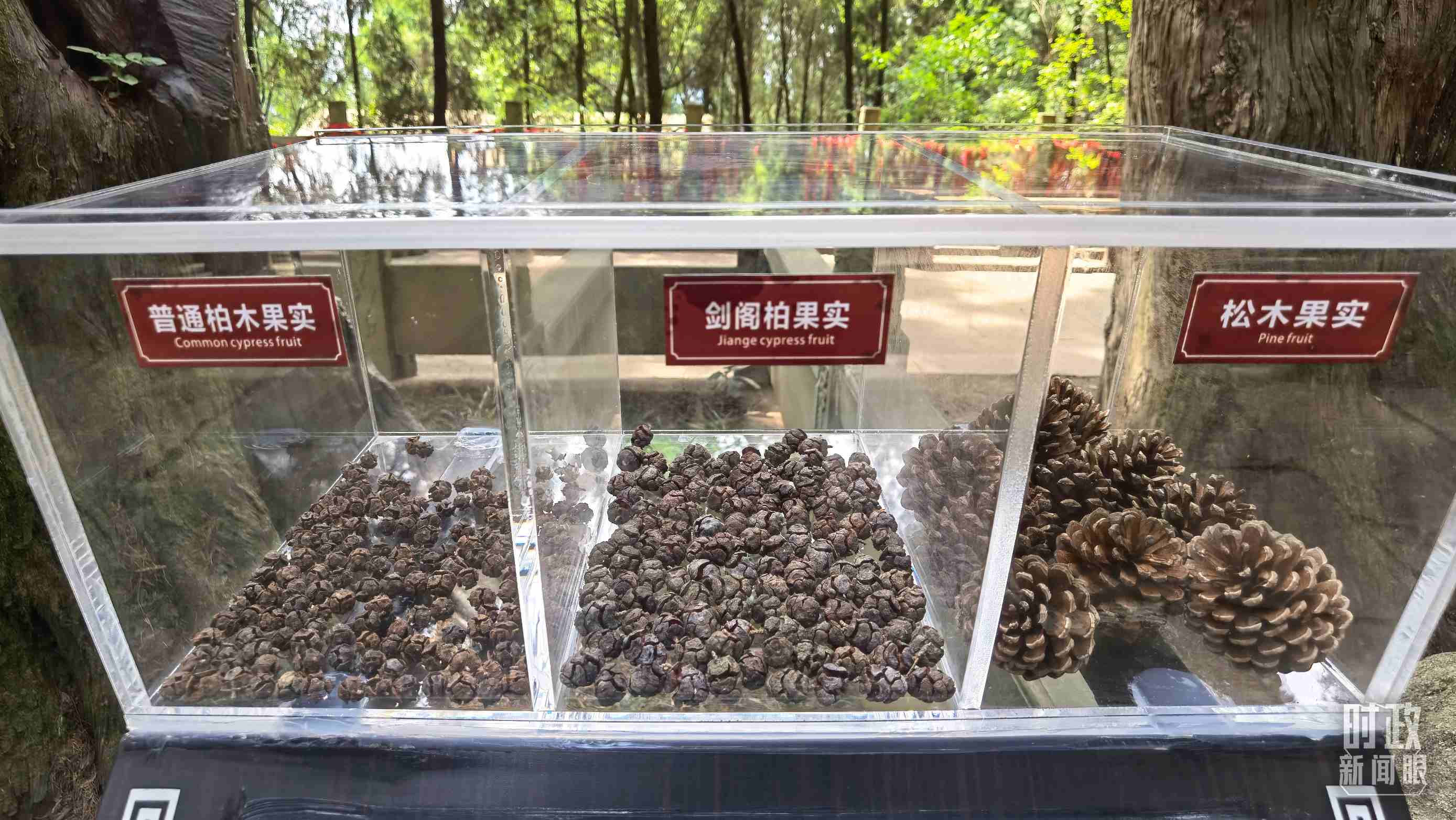 △翠云廊古蜀道，現(xiàn)場陳列的柏木和松木果實。（總臺央視記者石丞拍攝）