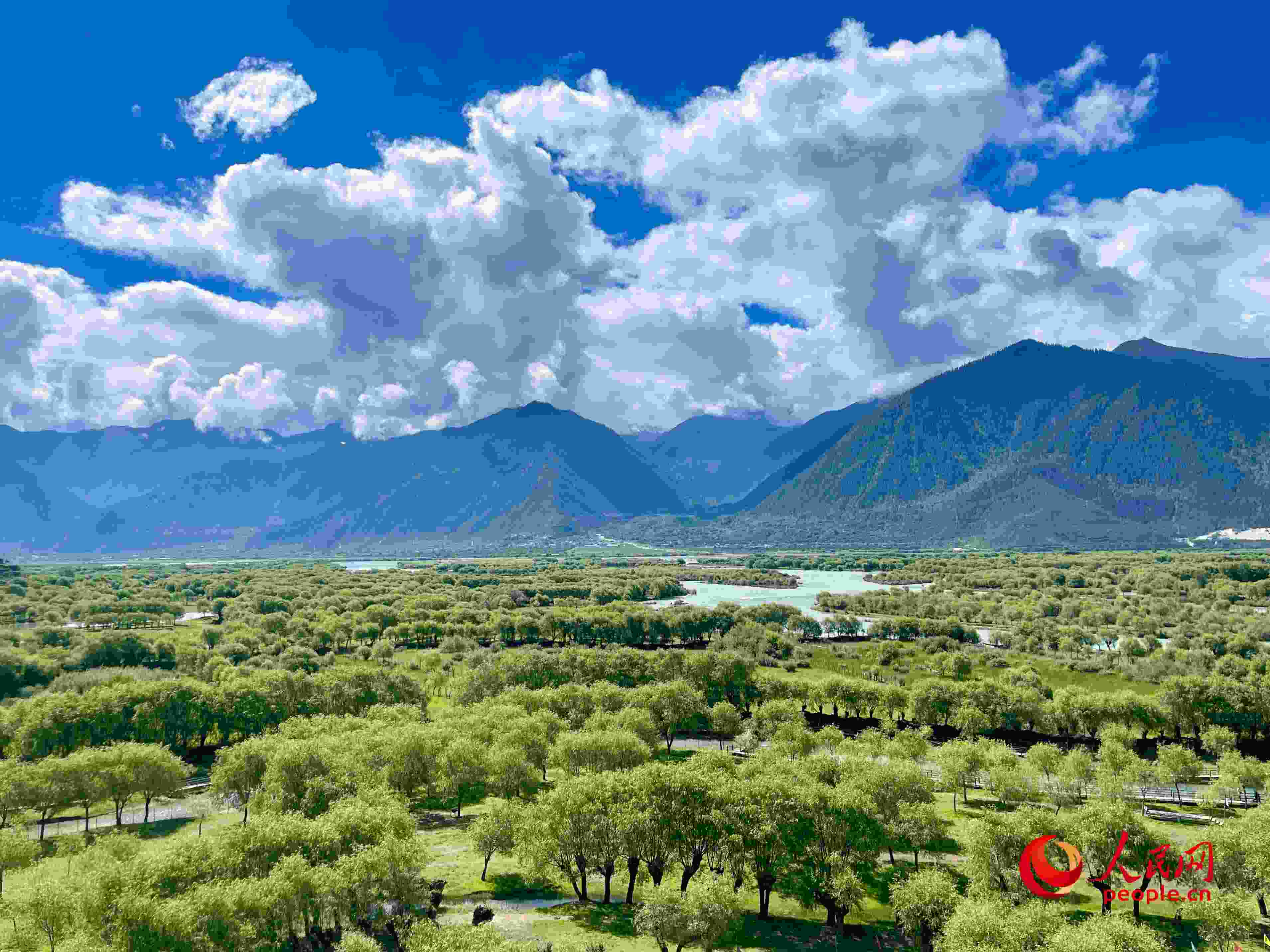 夏日的雅尼國家濕地公園生機盎然，如詩如畫。人民網(wǎng) 周靜圓攝