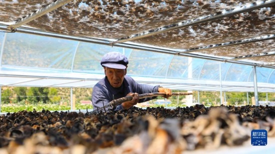 7月29日，在卓尼縣納浪鎮(zhèn)納浪村黑木耳種植基地，農(nóng)戶在翻曬黑木耳。