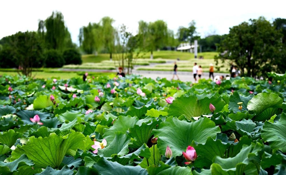市民在天漢濕地公園內(nèi)休閑賞景。