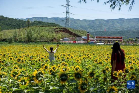 8月12日，游客在寧夏固原市涇源縣大灣鄉(xiāng)楊嶺村向日葵田中拍照。新華社記者 李旭倫 攝