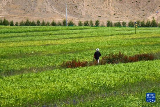 8月12日，西藏阿里地區(qū)普蘭縣赤德村村民在一片青稞田里行走。