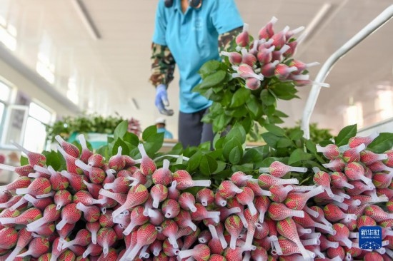 8月17日，農(nóng)民在吉林省德惠市朱城子鎮(zhèn)沿河村程雪家庭農(nóng)場打包玫瑰花。新華社記者 張楠 攝