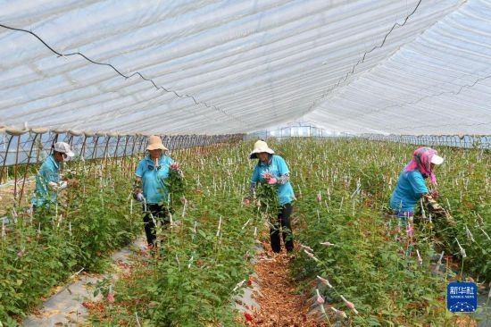 8月17日，農(nóng)民在吉林省德惠市朱城子鎮(zhèn)沿河村程雪家庭農(nóng)場采摘玫瑰花。新華社記者 張楠 攝