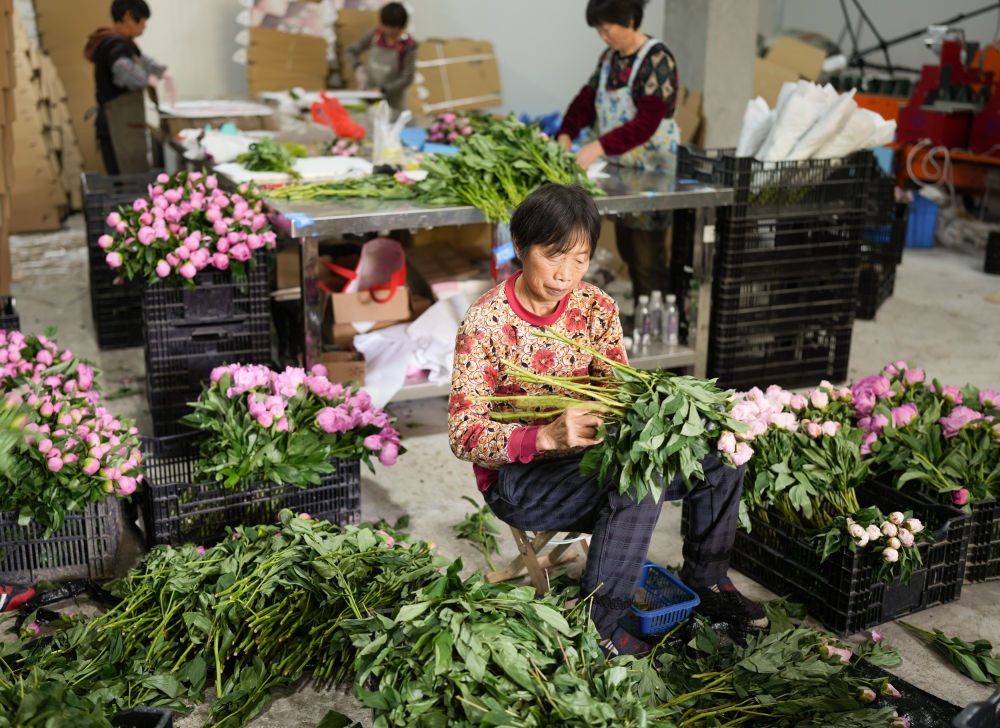 在浦江縣杭坪鎮(zhèn)烏漿村的鮮花種植基地，村民在處理芍藥鮮切花，準(zhǔn)備發(fā)往各地（5月23日攝）。新華社記者 翁忻旸 攝