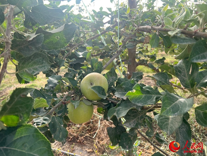 已有蘋果掛在枝頭，10月底即可成熟。人民網(wǎng)記者 常雪梅攝
