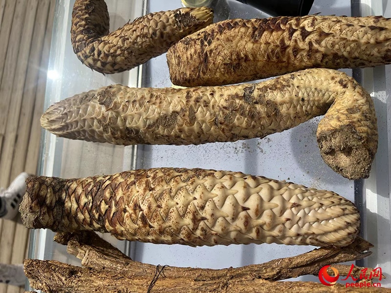 林下經(jīng)濟作物肉蓯蓉。人民網(wǎng)記者 常雪梅攝