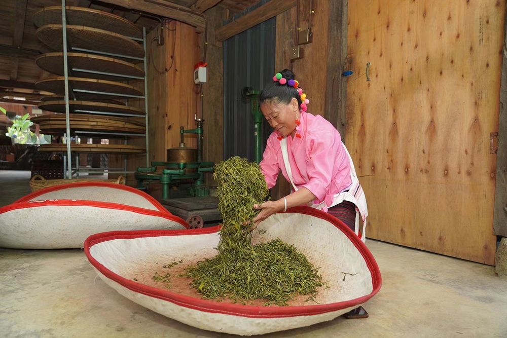 當(dāng)?shù)卮迕裾谌嗄聿枞~。普洱景邁山古茶林保護(hù)管理局供圖