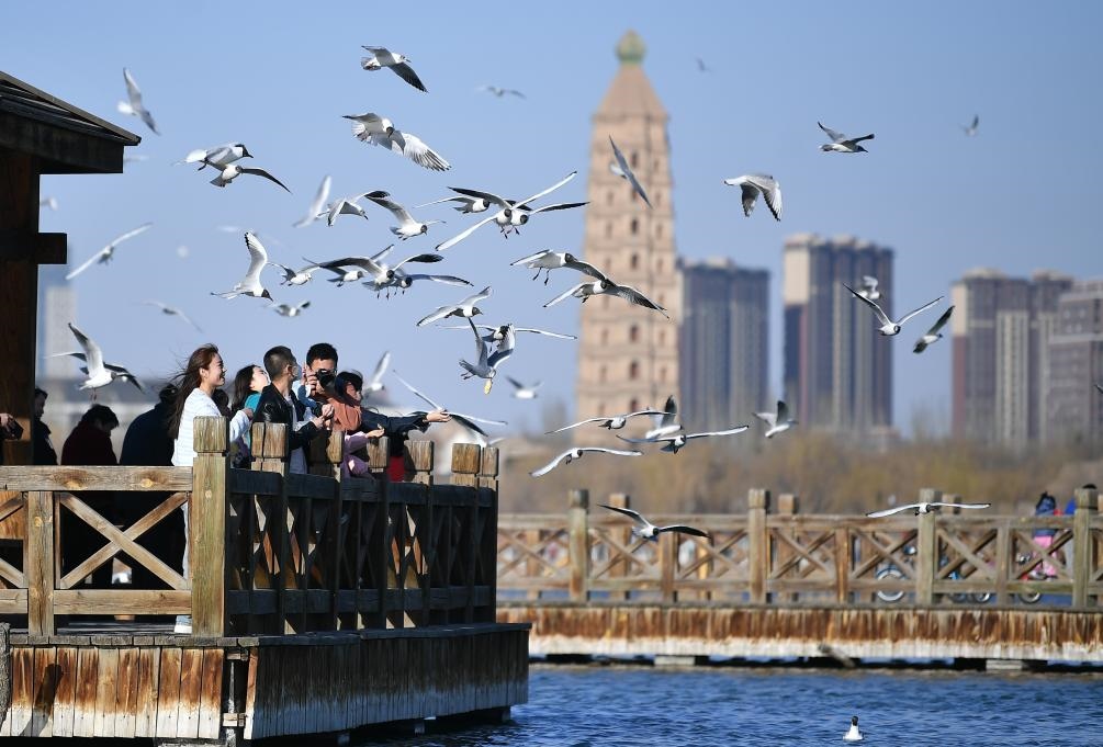市民在寧夏銀川市海寶公園觀賞候鳥(niǎo)（2023年3月12日攝）。新華社記者王鵬 攝