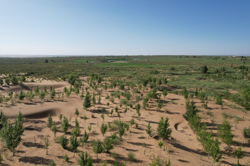 在庫(kù)布其沙漠腹地，牧民已讓10萬(wàn)畝沙地變綠洲（無(wú)人機(jī)照片，2023年6月25日攝）。新華社記者李云平 攝