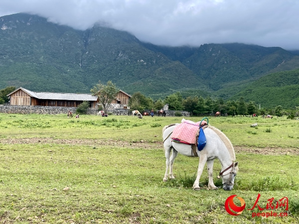 玉湖村附近草甸。人民網(wǎng) 周靜圓攝