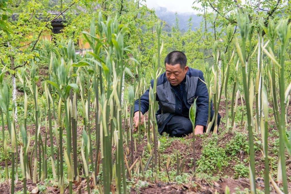 4月14日，村民陳朋在地里管護(hù)種植的黃精。新華社記者 唐奕 攝