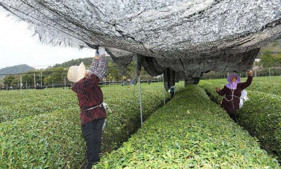  在浙江省紹興市越城區(qū)富盛鎮(zhèn)抹茶生產(chǎn)基地，農(nóng)戶為茶樹(shù)拉遮陽(yáng)網(wǎng)（2023年2月28日攝）。