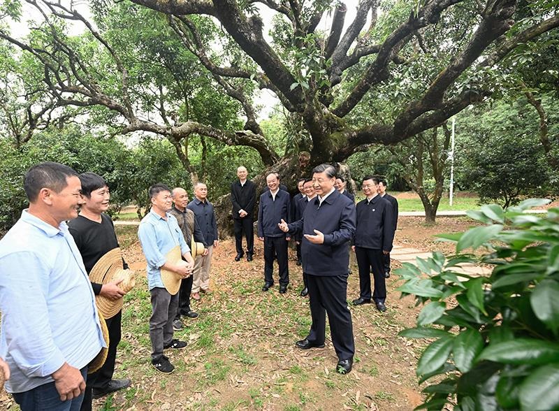 △2023年4月11日，習(xí)近平總書記在廣東茂名高州市根子鎮(zhèn)柏橋村荔枝種植園，同現(xiàn)場技術(shù)人員親切交流。