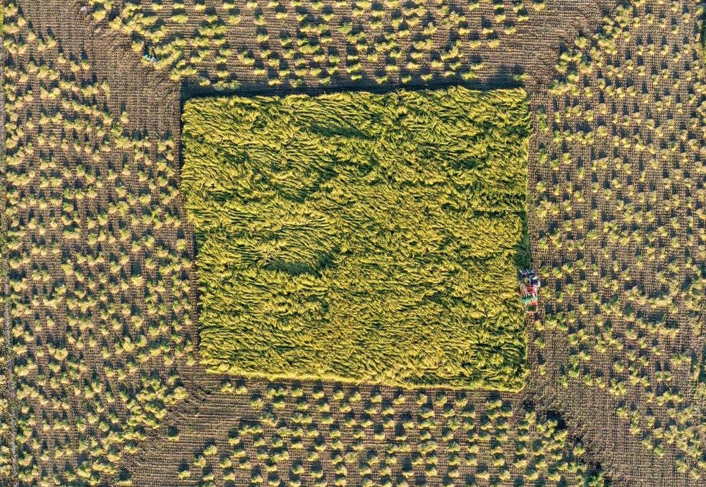 在吉林省舒蘭市平安鎮(zhèn)金星村，農(nóng)民駕駛農(nóng)機(jī)收割水稻（2023年9月21日攝，無人機(jī)照片）。新華社記者 張楠 攝