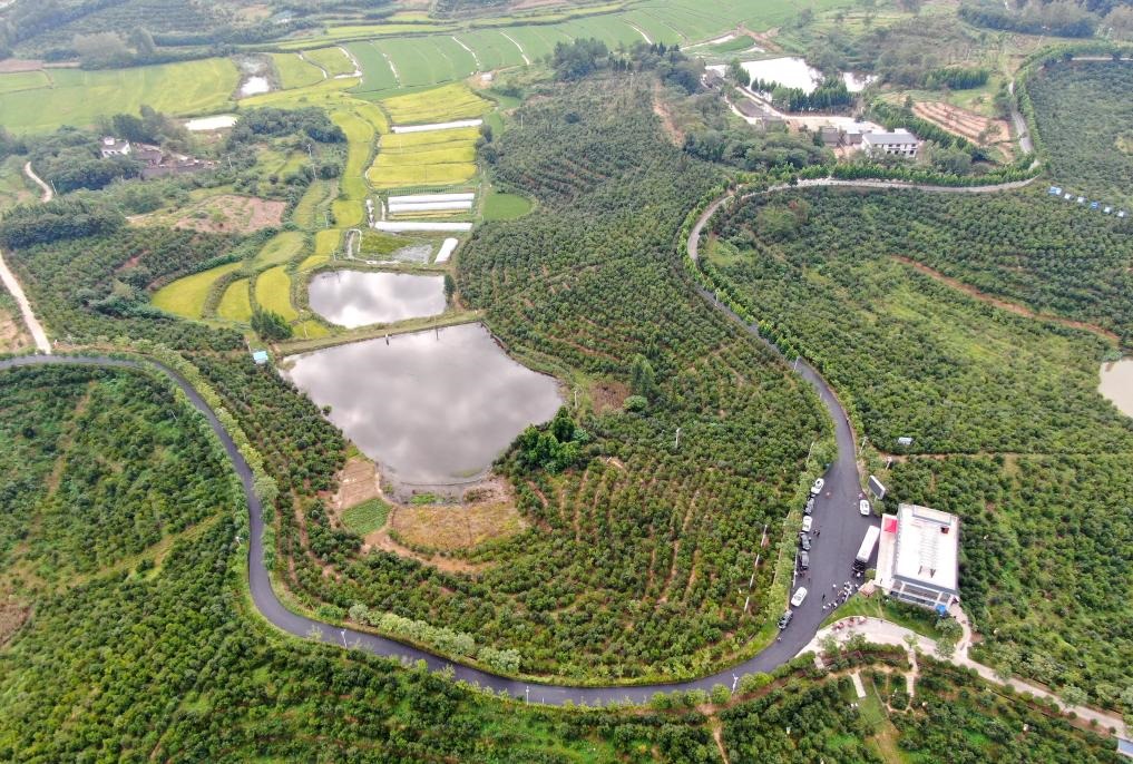 這是2020年8月25日拍攝的河南省光山縣槐店鄉(xiāng)司馬光油茶園（無人機照片）。新華社記者郝源攝