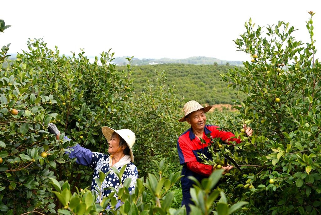 2020年8月25日，村民在河南省光山縣槐店鄉(xiāng)司馬光油茶園內(nèi)勞作。新華社記者郝源攝