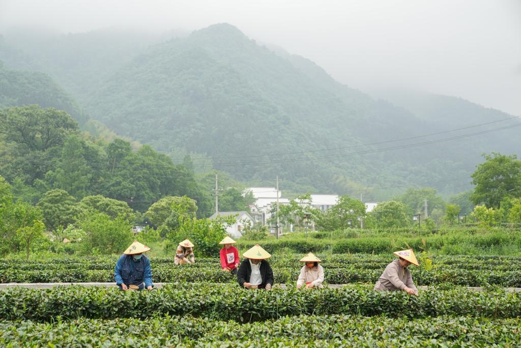 2022年5月11日，村民在大灣村生態(tài)茶園內(nèi)采摘茶葉。新華社記者杜宇攝