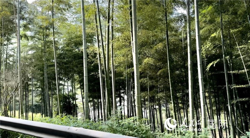 沿途中的竹林。人民網(wǎng)記者 周雨攝
