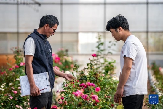 在云南省安寧市現(xiàn)代農(nóng)業(yè)園區(qū)玫瑰種植示范園，技術(shù)員田連通（左）在和同事交流（10月20日攝）。