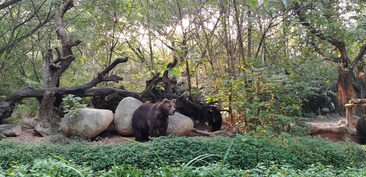 長隆野生動物世界園區(qū)內(nèi)，黑熊在森林間散步。人民網(wǎng)記者 張藝開攝