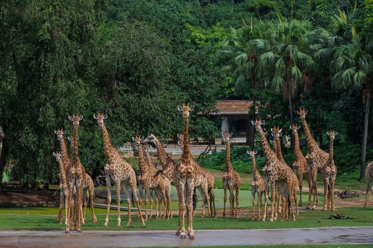 長隆野生動物世界園區(qū)內(nèi)，長頸鹿正在散步。鄧泳怡攝